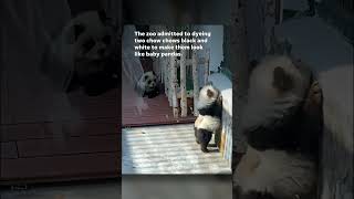 Zoo tries to pass off dogs as baby pandas Shorts [upl. by Elora]