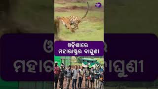 ଓଡ଼ିଶାରେ ମହାରାଷ୍ଟ୍ର ବାଘୁଣୀsimilipal maharastra Tiger Odisha [upl. by Gnoc]