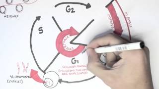 Cell Cycle Overview Interphase [upl. by Barth695]