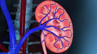 Resumo de Fisiologia Renal e produção de urina [upl. by Ayoral]