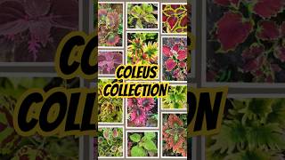 coleus coleuscollection gardening plantlovers natureserenity [upl. by Esertap86]