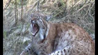 lince Linx linx  wwwcamosciodabruzzoit [upl. by Raybin]