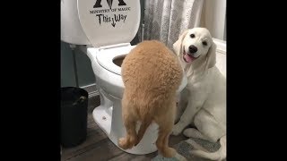 Funny and Cute Cat and Dog compilation 2018 5  FunnyAnimals [upl. by Svensen]