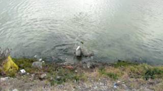 Tarpon Fishing in St Maarten [upl. by Jacklyn]