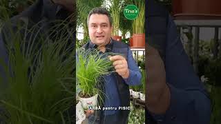 IARBA PENTRU PISICI  Floraria Trias [upl. by Anirbas]