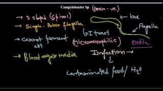 Campylobacter introduction [upl. by Krik]