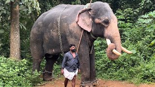 നീര് കാലത്തിനു ശേഷം കടമ്പഴിപുറത്ത് എത്തിയ ഗോപാലകൃഷ്ണനും ശശിയേട്ടനും😍nandilath gopalakrishnan latest [upl. by Juster]