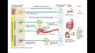 Chapter 146 ANS Neurotransmitters and Receptors BIO201 [upl. by Macy206]