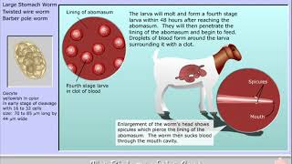 Life cycle of Haemonchus contortus  the Barber Pole worm [upl. by Atsyrt152]