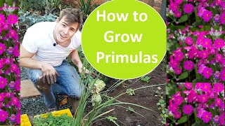 How to plant and Primulas or Primroses When where and how to grow Primulas aka Primroses [upl. by Gelb]