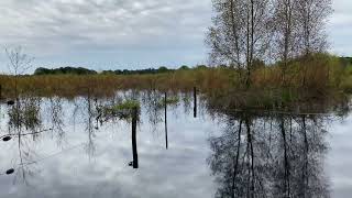 Natuurpark Maashorst Uden [upl. by Lexine704]