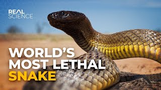 Inland Taipan The Fierce Snake Unveiled [upl. by Kriss]