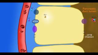 Bicarbonate secretion in the pancreatic duct cells [upl. by Niliac]