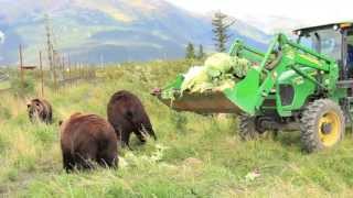 Brown Bears vs Veggies [upl. by Saylor]