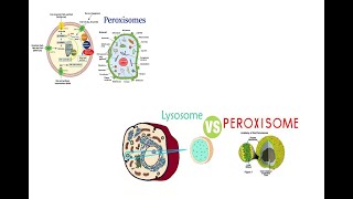 Peroxisomes structure and function Microbodies Peroxisomes Vs Lysosomes [upl. by Daiz739]