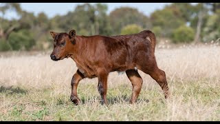 Gross Necropsy Findings of Bovine Renal Lipofuscinosis in a Tanzanian Crossbred Yearling Male Calf [upl. by Yesllek]