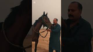 Pakistan horse racingHorse racing Arena horseracinglovers horseracing horse horsesports [upl. by Sam]