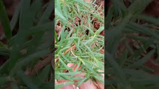 Rosemary plant [upl. by Malda13]