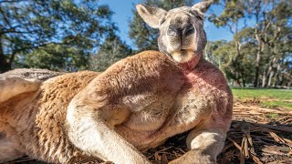 Buff Kangaroo Gets Girls by Flexing Muscles [upl. by Der67]