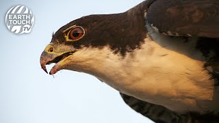 Black sparrowhawk catches dove in aerial hunt [upl. by Ingeberg]