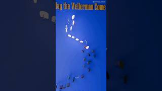 Soon May the Wellerman ComeWellerman  Marble Music Wellerman marble reflexion [upl. by Annahsirhc]