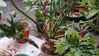 Philodendron repotting [upl. by Wohlert771]