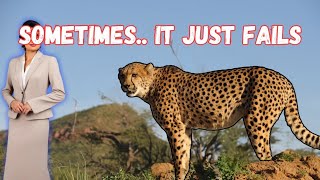 Cheetah failed to hunt 2 trending shots short [upl. by Elleiram]