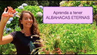 Como cuidar de la ALBAHACA [upl. by Enitram]