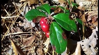 Wild Edible Plants Wintergreen Berries [upl. by Varney]