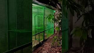 11 October 2024 Bird Cage bird cages ideasbirds budgie cage setup parrot Randeep parrot [upl. by Aneekal361]