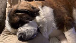 Saint Bernard Dog Snoring and Deep Sleep ASMR [upl. by Prebo488]