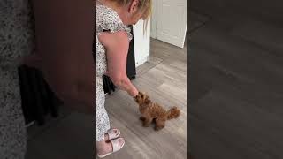 Darcie getting treats from Gran cute dog puppy [upl. by Petula]