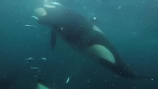 OrcasKiller Whales singing and dancing [upl. by Ettenotna]