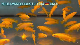 Neolamprologus leleupi 🇩🇪 bred [upl. by Elatan]