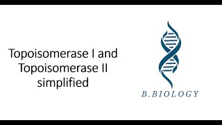 Topoisomerase I and II Simplified  BBiology [upl. by Busey]