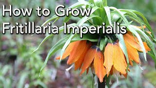 How to Plant and Grow Fritillaria imperialis  The Crown Imperial [upl. by Yawnoc]