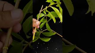 How to Grow Allamanda flowers plant from cutting  Allamanda flowers plant careShorts [upl. by Gilroy301]