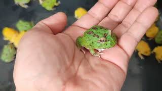 Cute Tiny Pacman Frog  Chatuchak Market  Bangkok Thailand [upl. by Portuna]