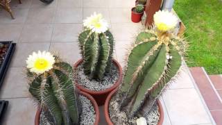 Astrophytum ornatum bigampold cacti plants [upl. by Airekal]