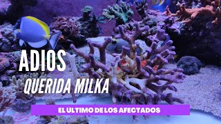 📌📌Adiós Milka 🤦‍♂️ pequeños pasos de fin de semana [upl. by Creighton]