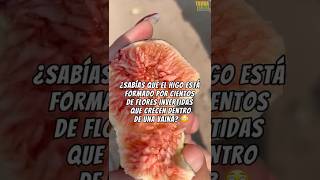 Higo una delicia opción para cultivar gracias a sus propiedades nutricionales y beneficios 🌳😱💚 [upl. by Sucam860]