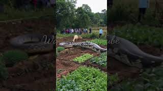 Giant Python Enters Residents Garden shorts youtubeshorts [upl. by Tu688]