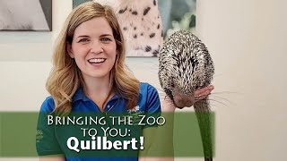 Bringing the Zoo to You Quilbert PrehensileTailed Porcupine [upl. by Abramson]