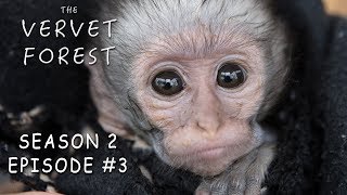 Orphan Baby Vervet Monkeys Play In Disneyland  The Vervet Forest  Season 2 Episode 3 [upl. by Anirbak]