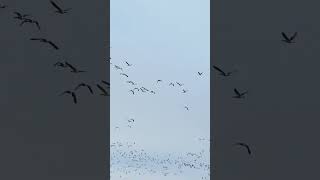 Geese flying around [upl. by Noet]