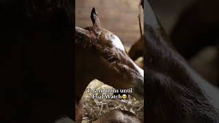 It’s almost foaling season horse foal foals [upl. by Tella]