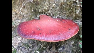 Beefsteak Fungus Ox Tongue Fungus Fistulina hepatica [upl. by Eciralc941]