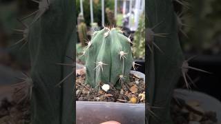 Stenocereus Griseus top cut’s roots start growing after 3 weeks stenocereus cactus cactaceae [upl. by Winikka]