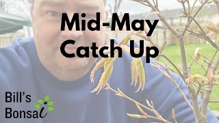 MidMay Catch Up  Bonsai Tree  PreBonsai  Pruning [upl. by Aima]