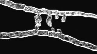 Chemotropic interaction between fusion hyphae in N crassa Hyphae stained with FM464 [upl. by Ahsilram]